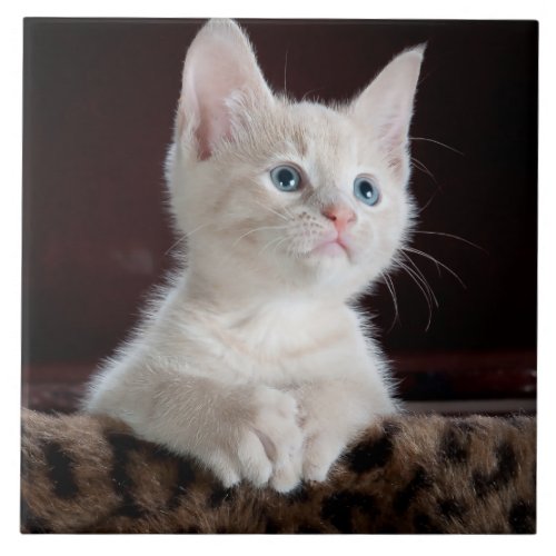 Cute white kitten portrait tile