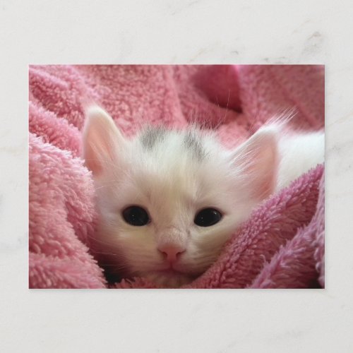 Cute white kitten sleeping in pink blanket postcard