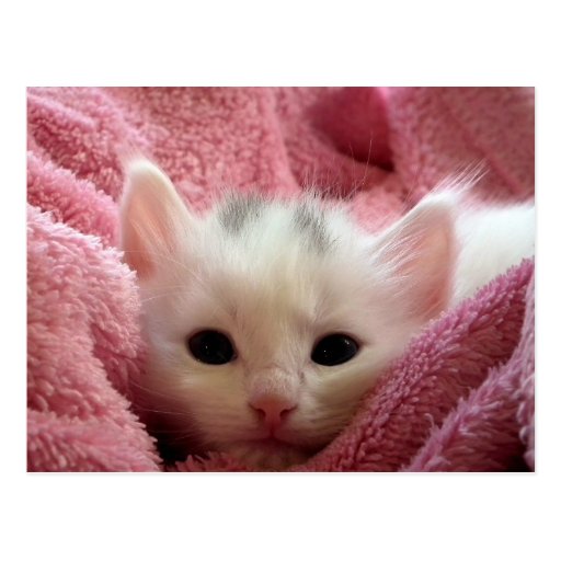 Cute white kitten sleeping in pink blanket postcard | Zazzle