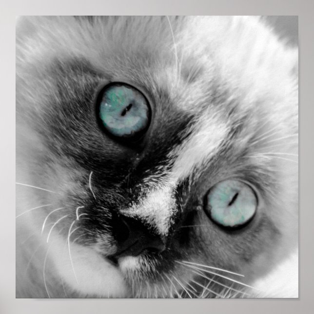 Cute White Kitten with Blue Eyes Poster (Front)