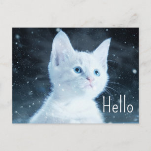 Cute White Kitten with Pretty Blue Eyes Hello Postcard