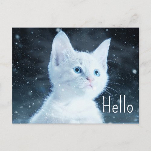  Cute White Kitten with Pretty Blue Eyes Hello Postcard