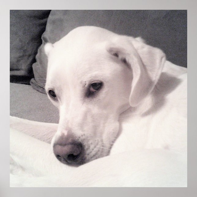 Cute White Labrador Mix Dog Gray Poster (Front)