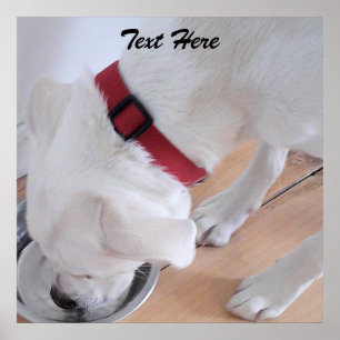 Cute White Labrador Mix Puppy Dog Drinking Water P Poster