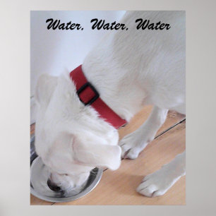 Cute White Labrador Mix Puppy Dog Drinking Water Poster