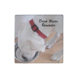Cute White Labrador Mix Puppy Dog Drinking Water Stone Magnet
