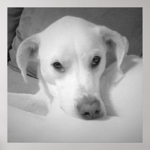 Cute White Labrador Mix Sitting on Couch Gray Post Poster