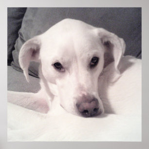 Cute White Labrador Mix Sitting on Couch Gray Poster