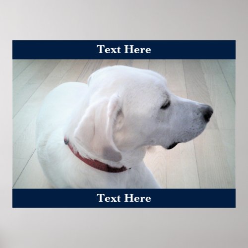Cute White Labrador Retriever Mix Dog Profile Blue Poster