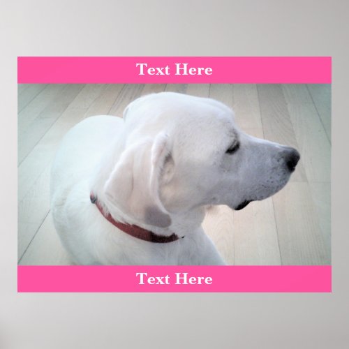 Cute White Labrador Retriever Mix Dog Profile Pink Poster