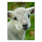 Cute white little lamb (Front)