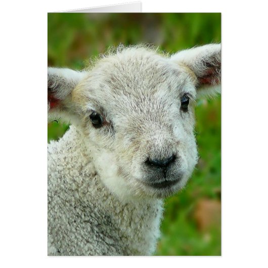 Cute white little lamb (Front)