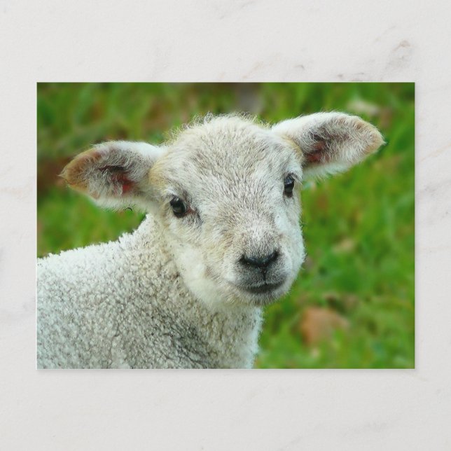 Cute white little lamb postcard (Front)