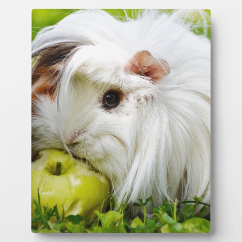 Cute White Long Hair Guinea Pig Eating Apple Plaque