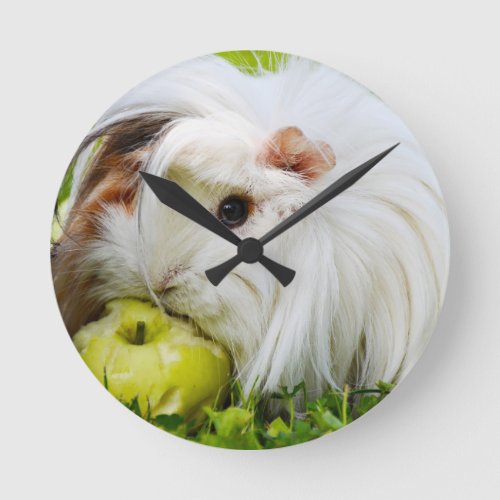 Cute White Long Hair Guinea Pig Eating Apple Round Clock