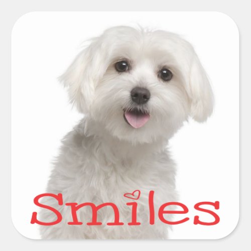 Cute White Maltese Puppy Dog Hello Smiles Love Square Sticker