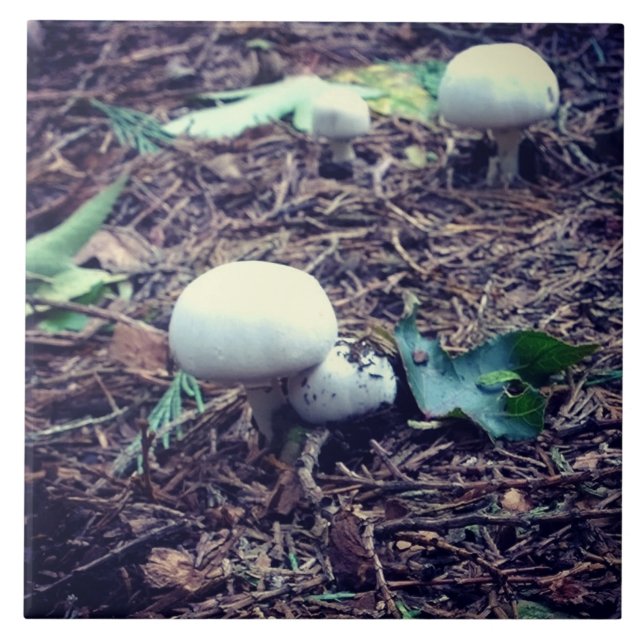 Cute White Mushrooms Ceramic Tile (Front)