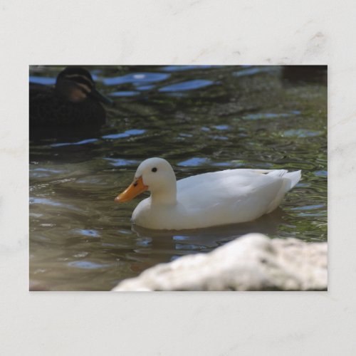 Cute White Pekin Duck Swimming In Pond Postcard