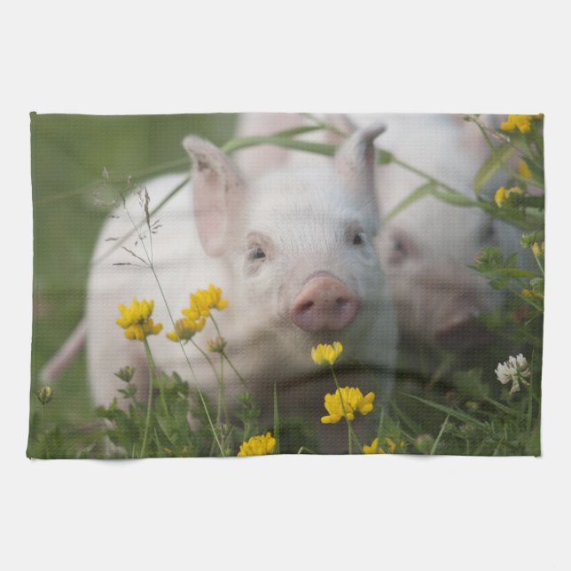 Cute White Piglet in Field of Yellow Flowers Kitchen Towel (Horizontal)