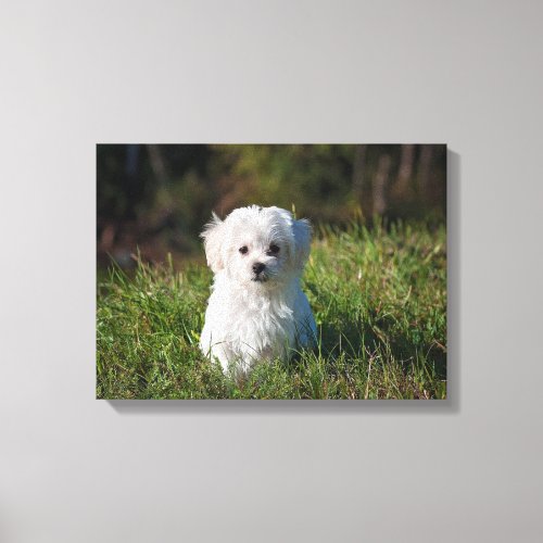 Cute white puppy canvas print