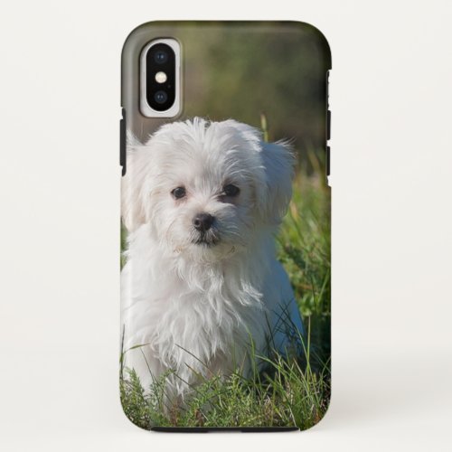 Cute white puppy iPhone x case