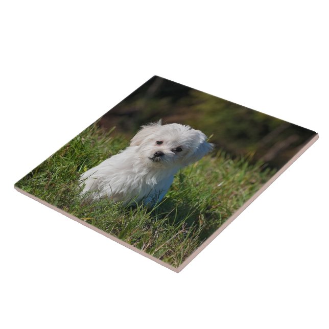 Cute white puppy ceramic tile (Side)