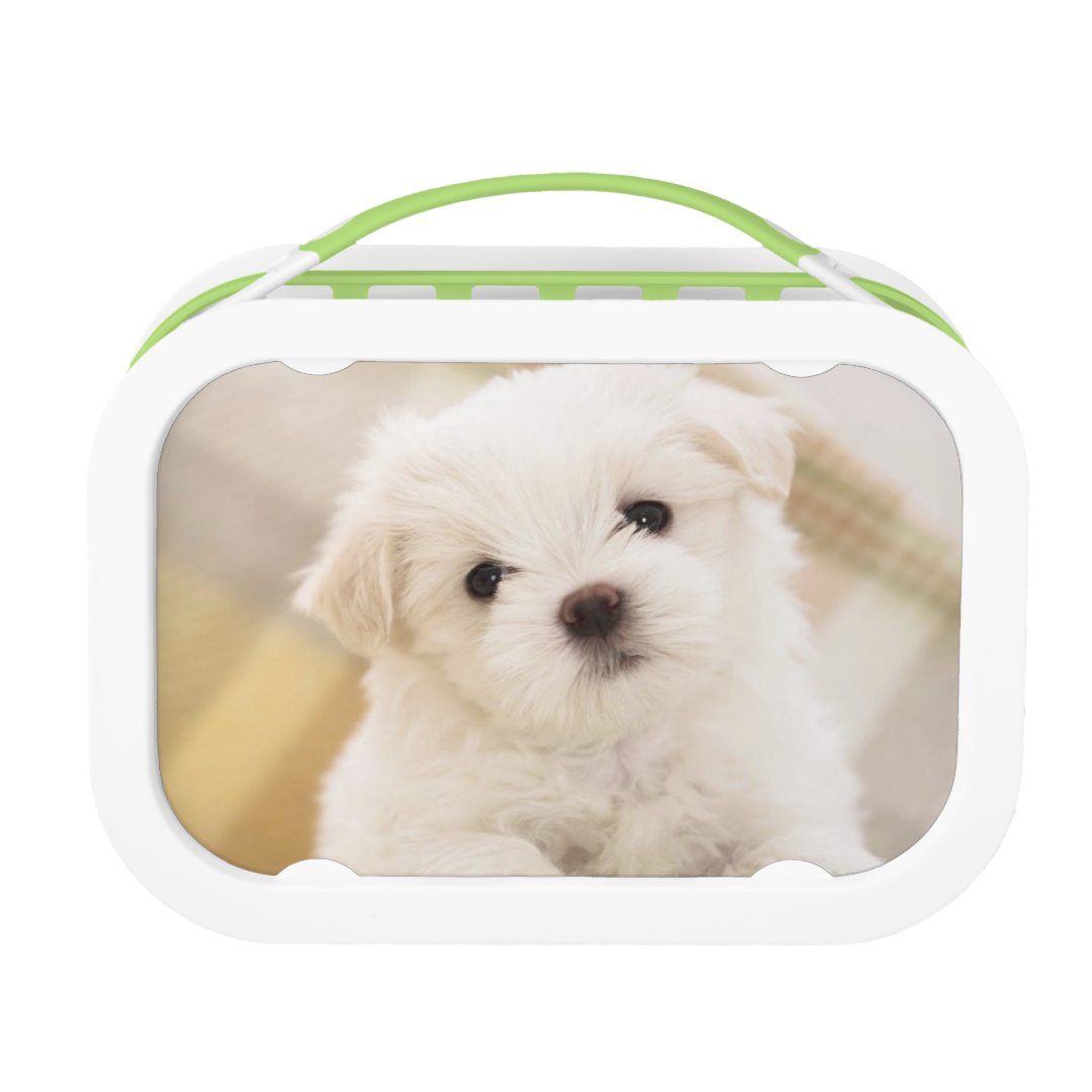 Cute White Puppy Dog Lunch Box Kids School Food | Zazzle