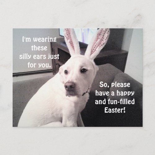 Cute White Puppy Dog Wearing Easter Bunny Ears Postcard