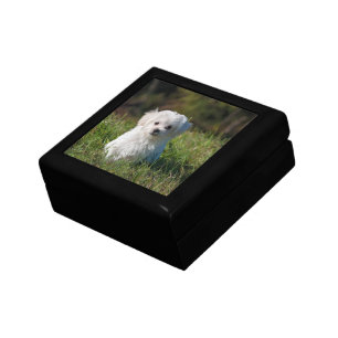Cute white puppy gift box