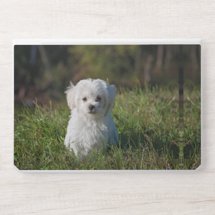 Cute white puppy HP laptop skin