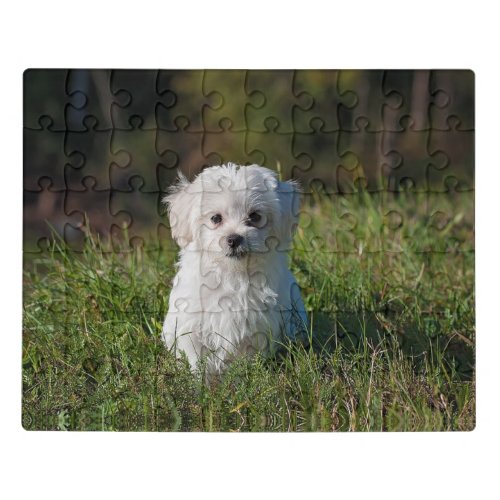 Cute white puppy jigsaw puzzle