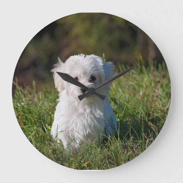 Cute white puppy large clock (Front)