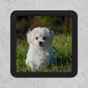 Cute white puppy patch