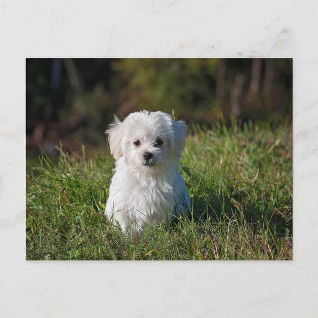 Cute white puppy postcard (Front)