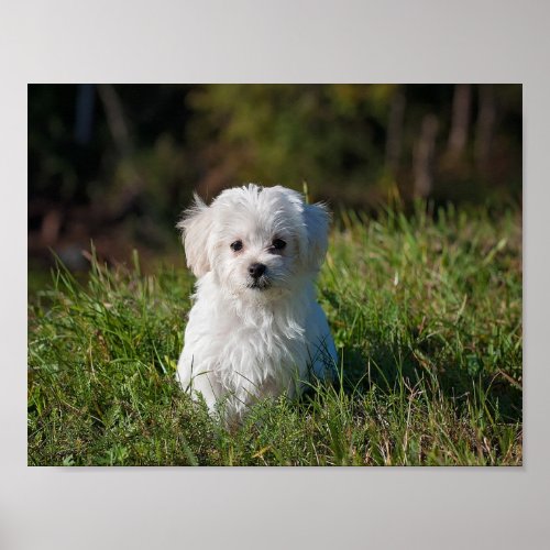 Cute white puppy poster