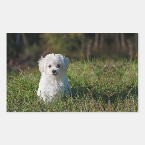 Cute white puppy rectangular sticker