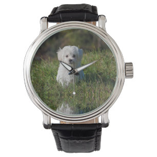 Cute white puppy watch