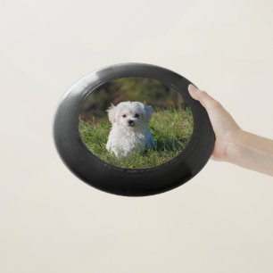 Cute white puppy Wham-O frisbee