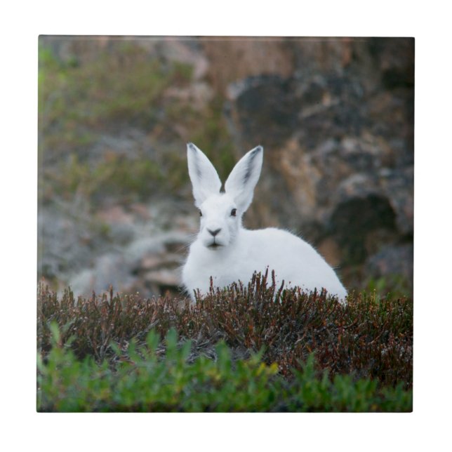 Cute White Rabbit Ceramic Tile (Front)