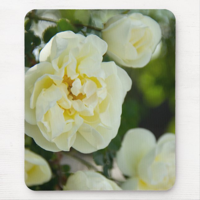 Cute white roses for positive    mouse pad (Front)