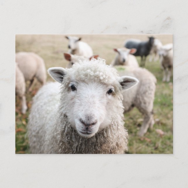 Cute White Sheep Close-up Photo Postcard (Front)