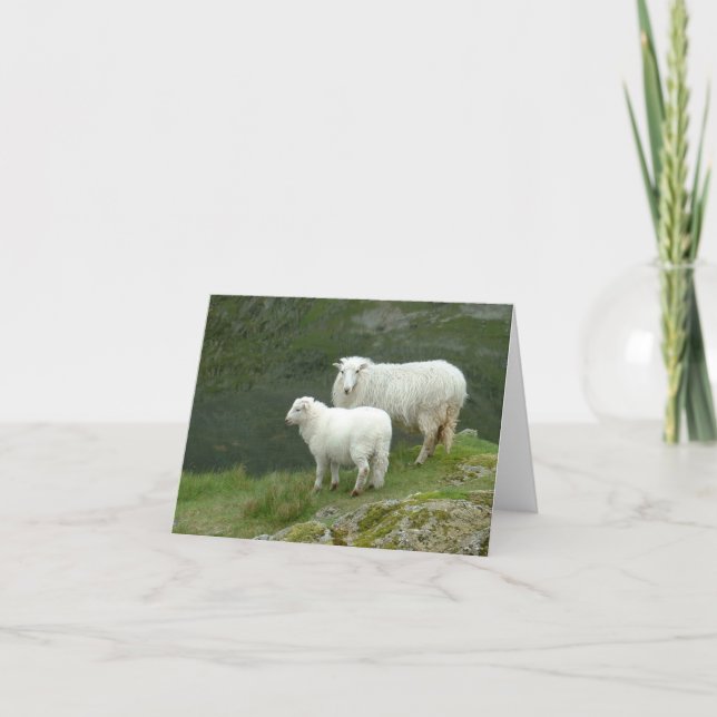 Cute White Sheep, North Wales, Britain  Card (Front)