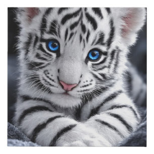 Cute White Tiger Cub Blue Eyes Wildlife Poster Faux Canvas Print