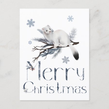 Cute White Weasel Animal On A Pine Tree Postcard