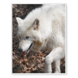 Cute White Wolf Temporary Tattoos