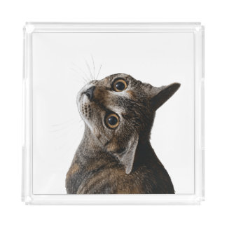 Cute Wide-Eyed Tabby Cat Acrylic Tray