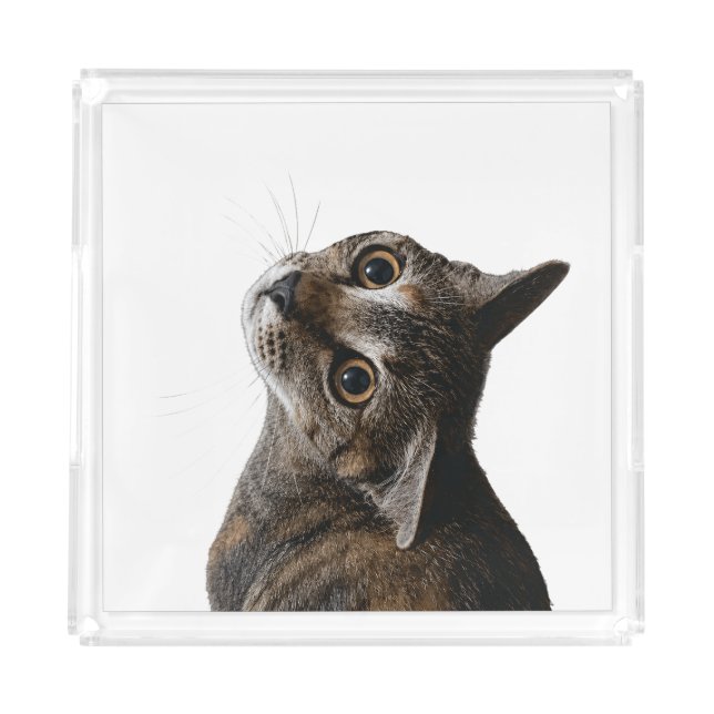 Cute Wide-Eyed Tabby Cat Acrylic Tray (Front)