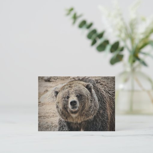 Cute Wild Animal Grizzly Bear Face Business Card | Zazzle