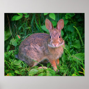 Cute Wild Brown Rabbit Wildlife Poster