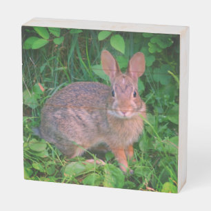 Cute Wild Brown Rabbit Wildlife Wooden Box Sign